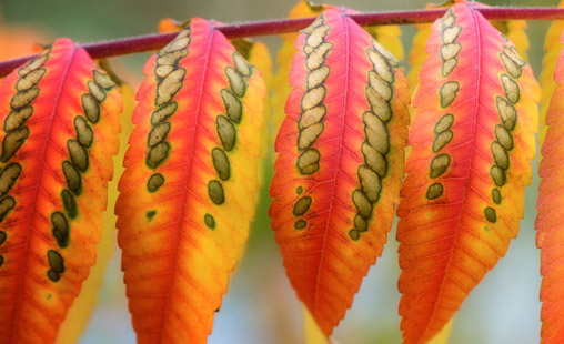 Couleurs de l'automne en forêt de Camors - sortie photo